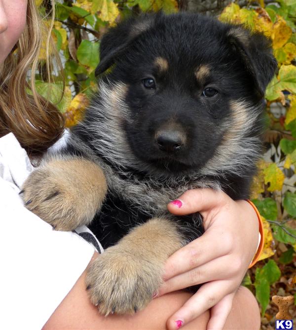 German Shepherd Puppies, AKC, Well Socialized, Intelligent,  Black/Tans
